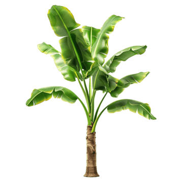 tree by banana
